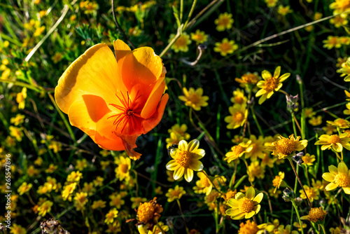Poppy in field of yellow flowers at sunrise