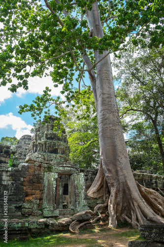Tree growing on ancient Ta Prohm Temple, Siem Reap, Siem Reap, Cambodia