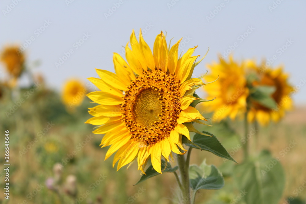 sunflower in the field