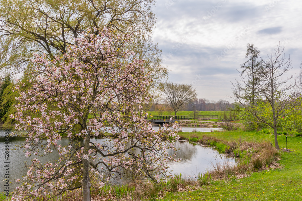 Blooming trees around a lake in spring Blooming trees around a lake in spring