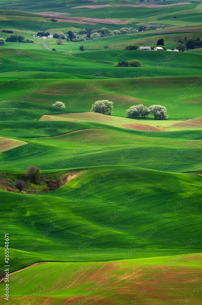 Rolling green hills in rural landscape Rolling green hills in rural landscape
