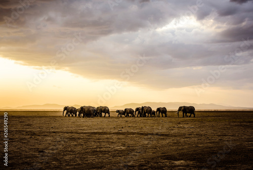 Herd of elephants in savanna landscape