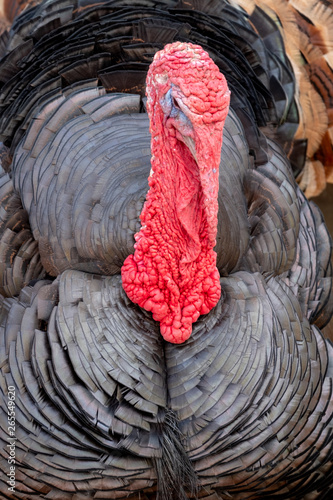 Turkey wandering freely in the grounds at Babylonstoren Farm, Franschhoek, South Africa