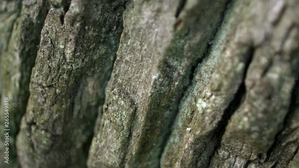 Black ant crawling along dark bark of tree in forest. ant creeping on tree bark Black ant crawling along dark bark of tree in forest. ant creeping on tree bark