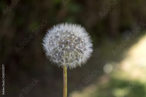Wallpaper Mural Taraxacum or dandelion on background of green grass Torontodigital.ca