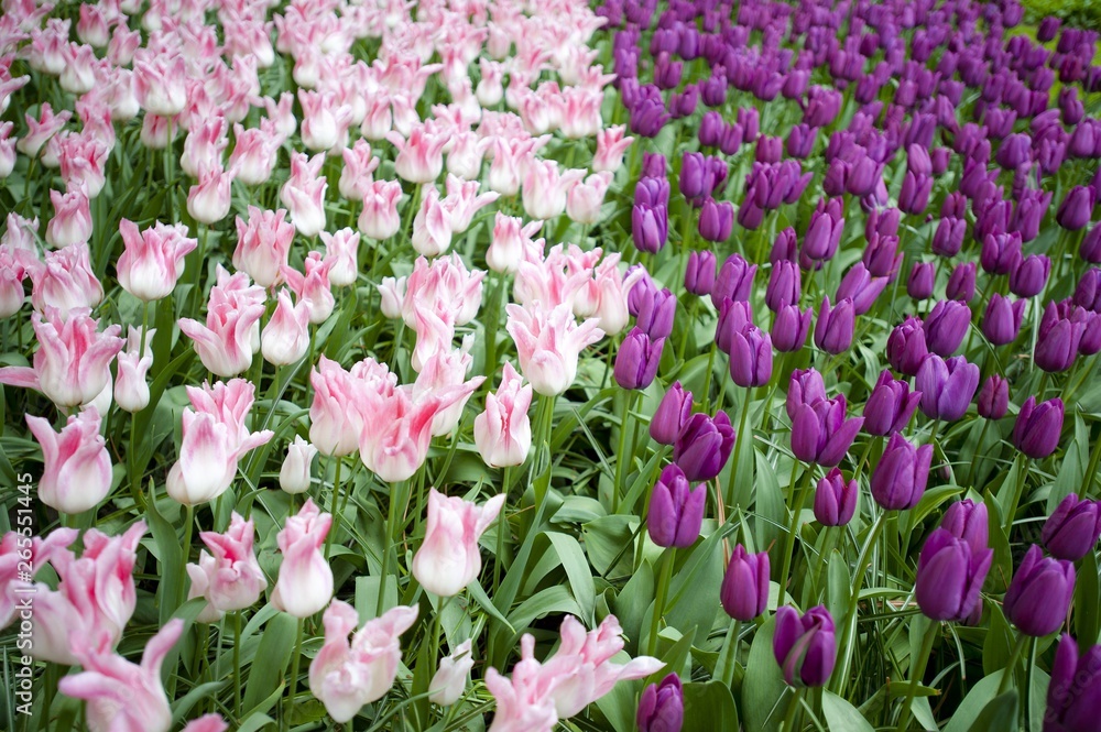 Colorful spring tulips and flowers at Keukenhof Gardens Netherlands Colorful spring tulips and flowers at Keukenhof Gardens Netherlands