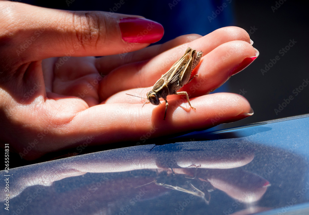 grasshopper and red fingernails