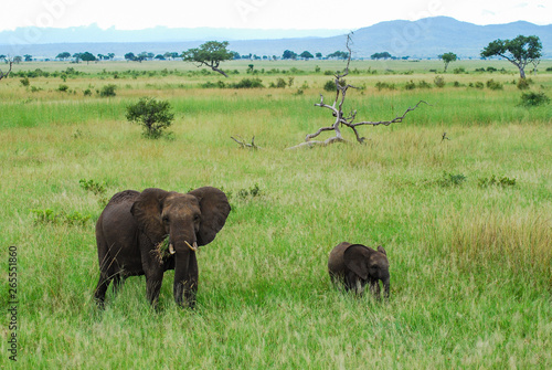 An elephant and a baby