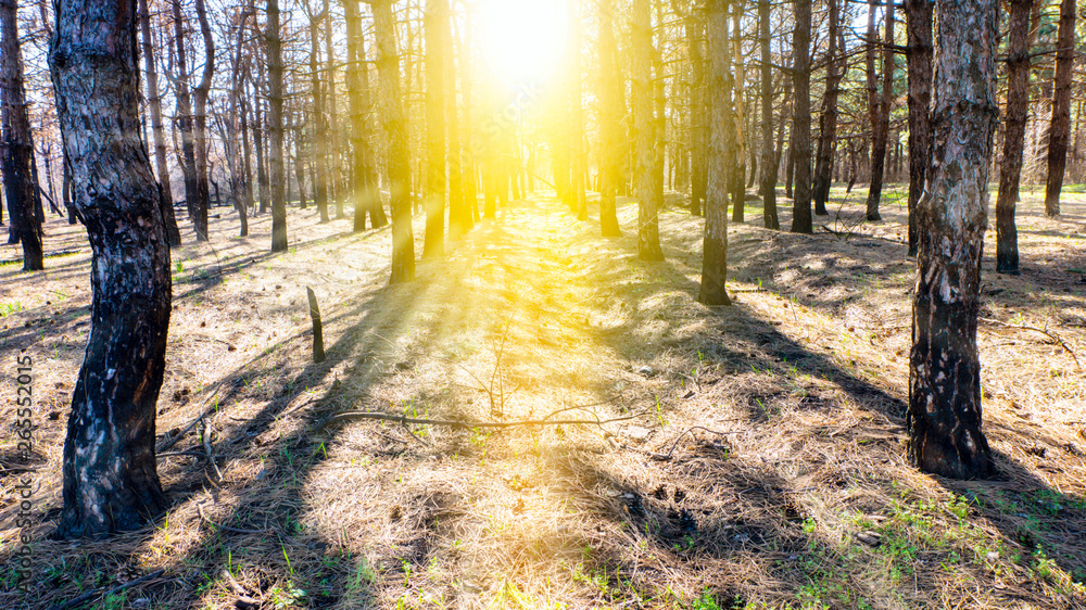 Obraz premium Steps Leading Sun Way God Bright Light Heaven Religious . Sunrise in forest . Pine trees after a fire 