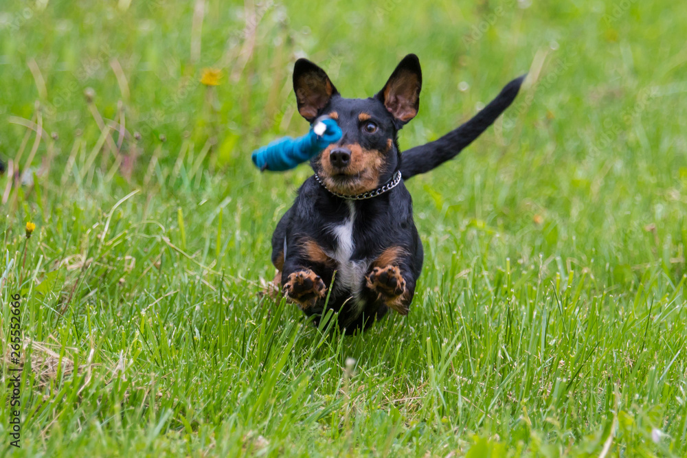 Dog in the grass Dog in the grass
