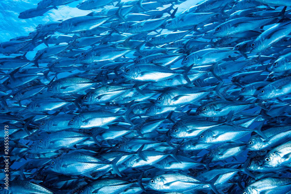 Bigeye Trevally Caranx sexfasciatus Bigeye Trevally Caranx sexfasciatus