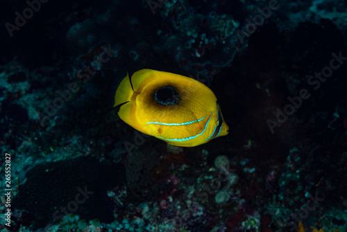 Eclipse Butterflyfish (Chaetodon bennetti) photo