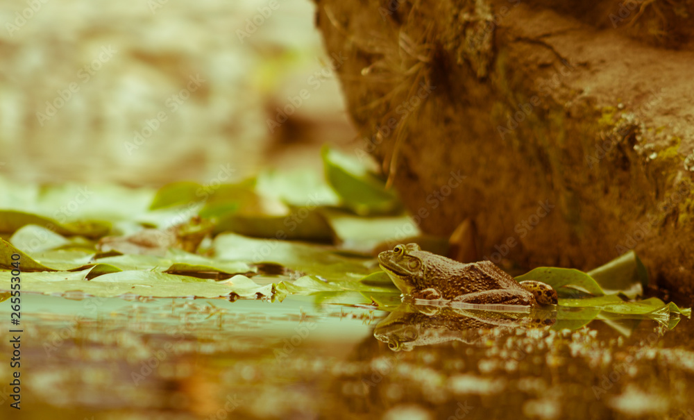 frog in a pond in ocher colors frog in a pond in ocher colors