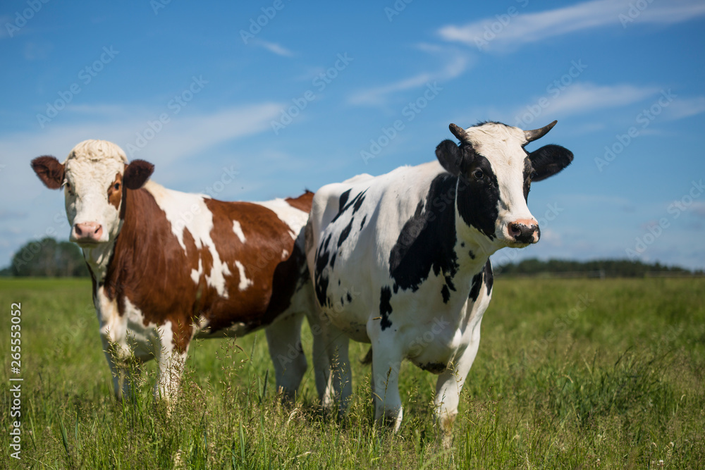 Two cows grazing grass on pasture. Curious animals looking directly at the photographer. Beautiful sunny day. Two cows grazing grass on pasture. Curious animals looking directly at the photographer. Beautiful sunny day.