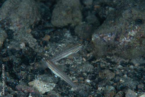 False sleeper goby (Amblygobius nocturnus) photo