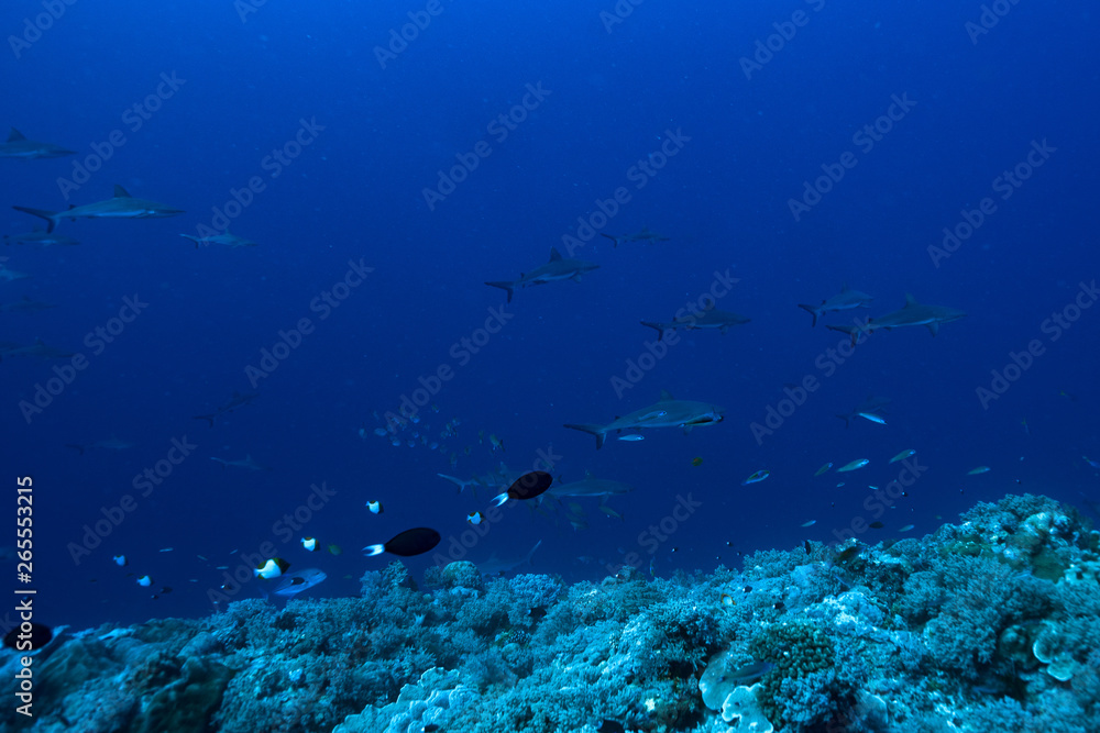 Fototapeta premium Grey reef shark (Carcharhinus amblyrhynchos)