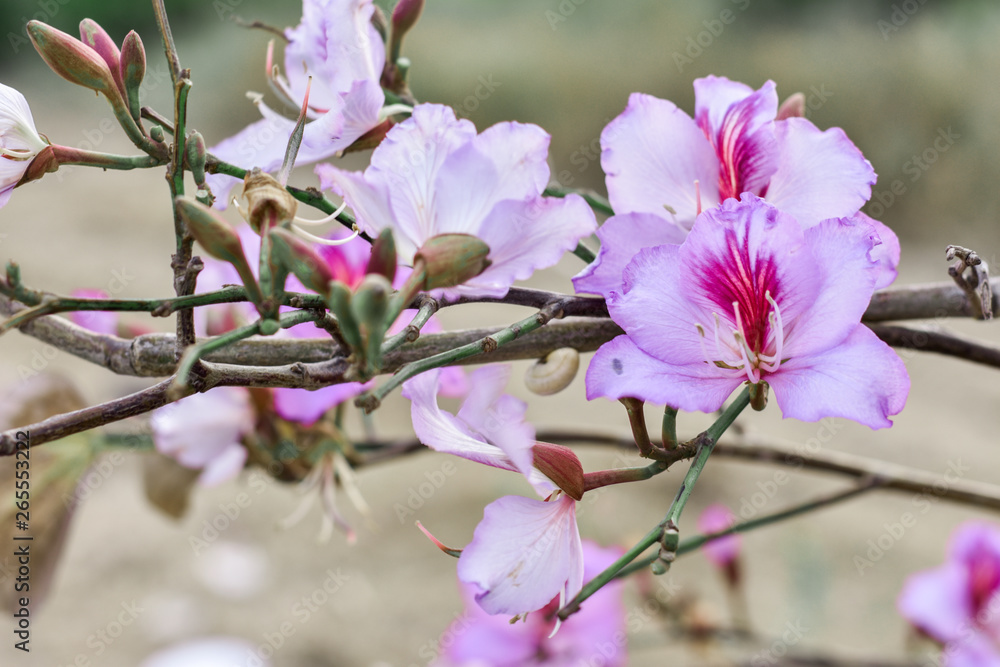 Fototapeta premium pink flower trees