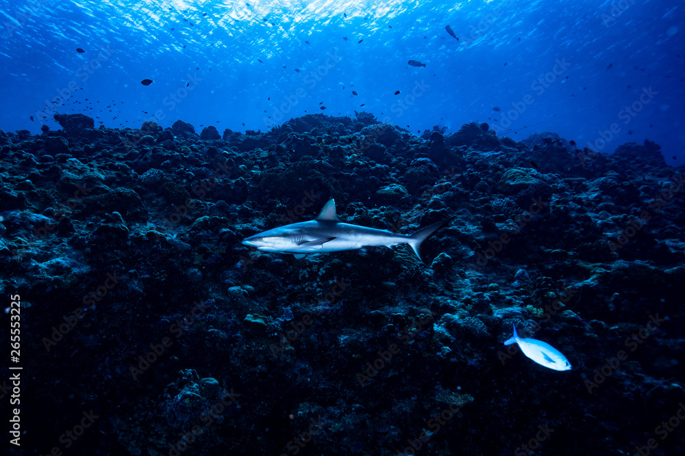 Fototapeta premium Grey Reef Shark Carcharhinus amblyrhynchos
