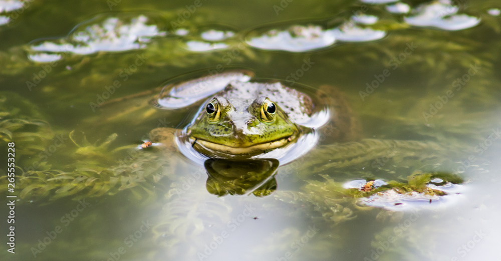 frog that pokes his head on the water