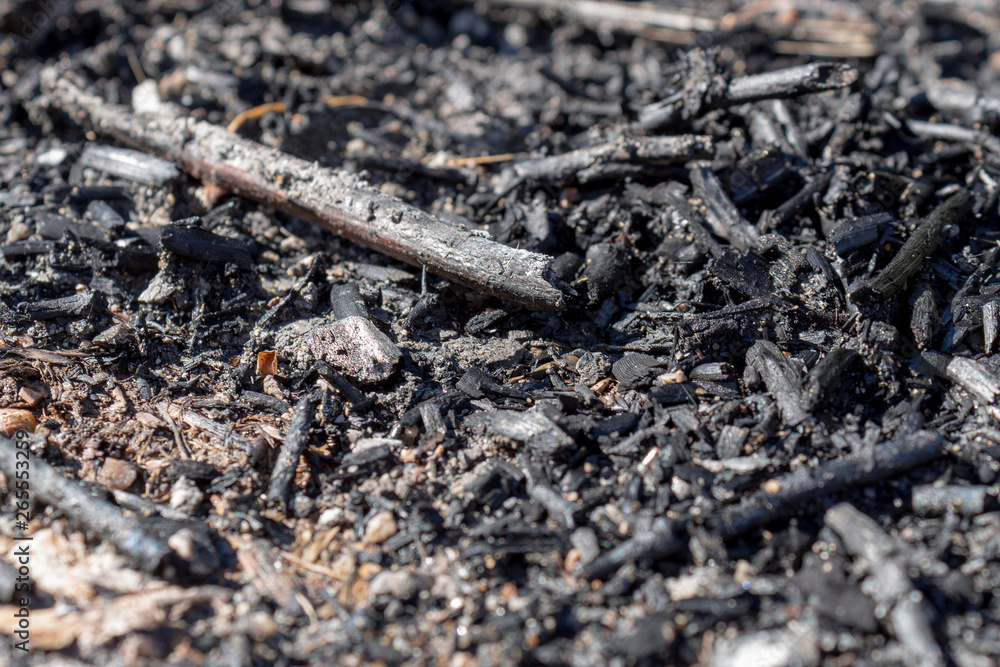 Burnt nature, dark background with ashes Burnt nature, dark background with ashes