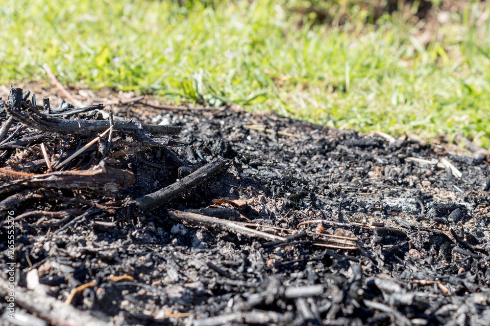 Nature burned, dark background with ashes in contrast to green vegetation Nature burned, dark background with ashes in contrast to green vegetation