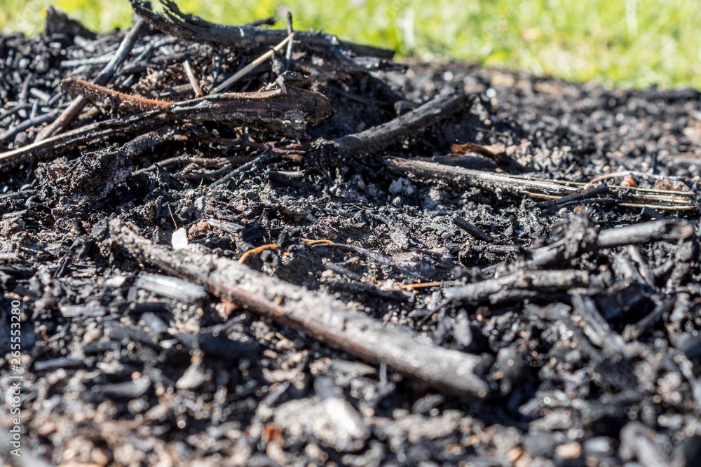 Nature burned, dark background with ashes in contrast to green vegetation Nature burned, dark background with ashes in contrast to green vegetation