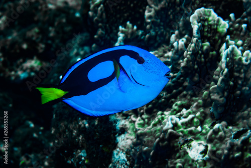 Blue Surgeonfish Paracanthurus hepatus