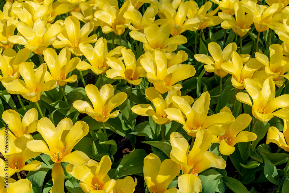 Top and close up view group of yellow blooming tulips. Top and close up view group of yellow blooming tulips.