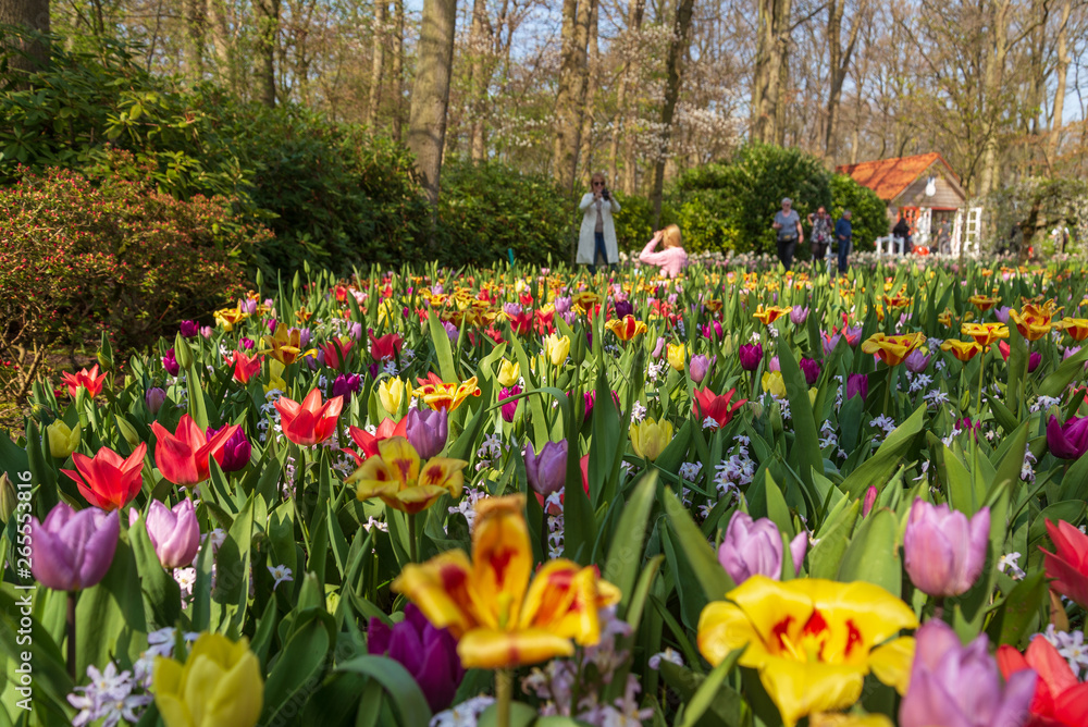Beautiful outdoor sunny view of  foreground colourful picturesque vivid mixture colour blooming tulips field and blur background of visitors and small wooden hut at Keukenhof Gardens in Netherlands.