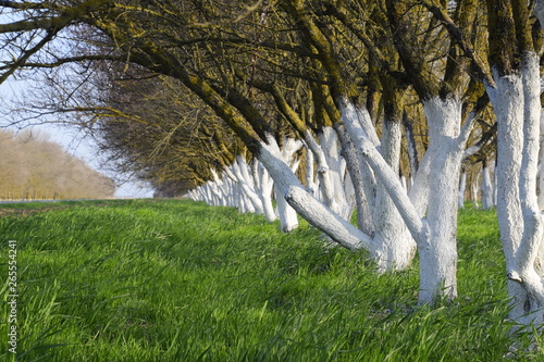 Whitewashed tree trunks along the road. Apricots along route with a green meadow and whitewashed boles. photo