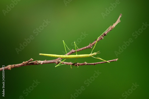 Wallpaper Mural Stick insect or Phasmids (Phasmatodea or Phasmatoptera) also known as walking stick insects, stick-bugs, bug sticks or ghost insect. Green stick insect camouflaged on tree. Selective focus, copy space Torontodigital.ca