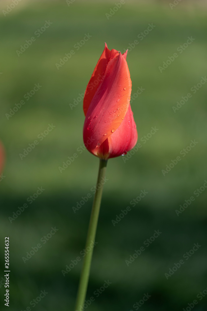 Obraz premium Traditional Tulip Festival in Emirgan Park, a historical urban park located in Sariyer district.Tourists and locals visit and spend time.Istanbul,Turkey