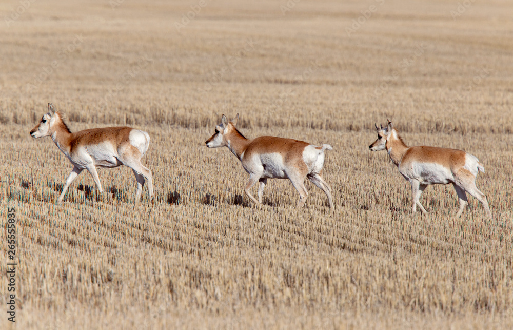 Prairie Pronghorn Antelope Prairie Pronghorn Antelope