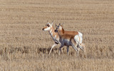 Prairie Pronghorn Antelope