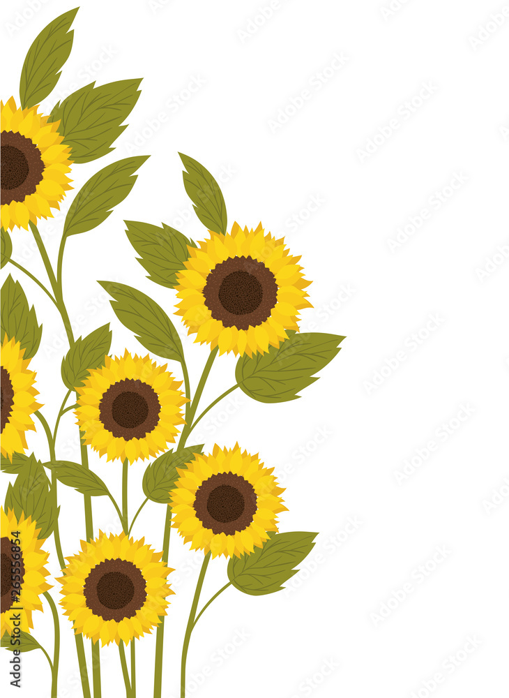 Obraz premium pattern of sunflowers isolated icon