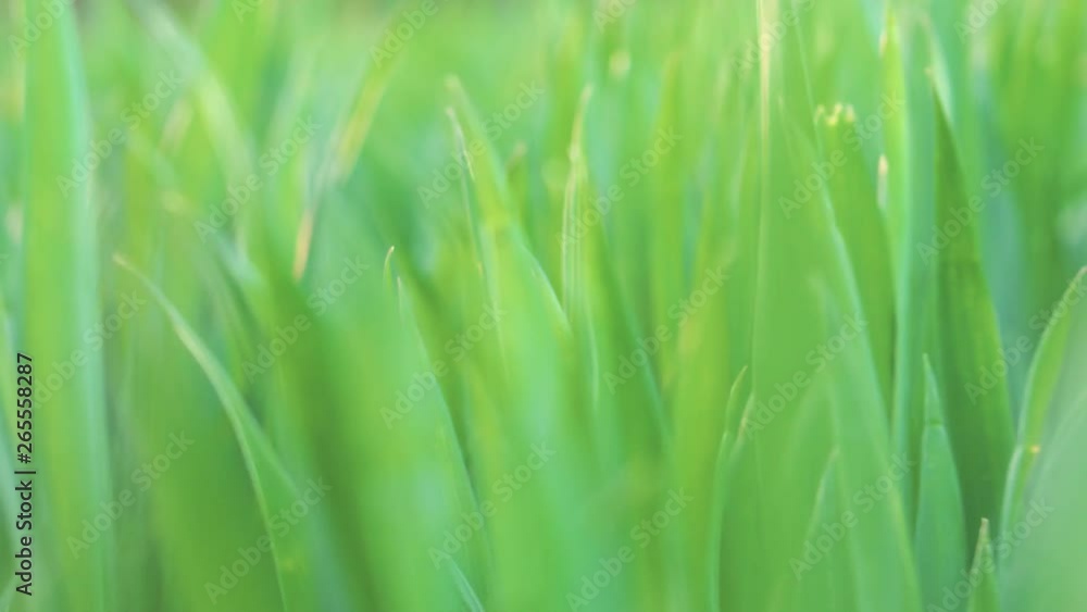 Low angle view, closeup, camera moving forward through green wheat grass . Spring and ecology or agriculture background . Low angle view, closeup, camera moving forward through green wheat grass . Spring and ecology or agriculture background .