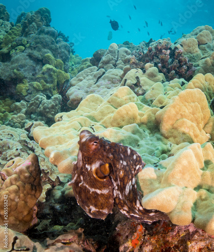 octopus on reef in maui