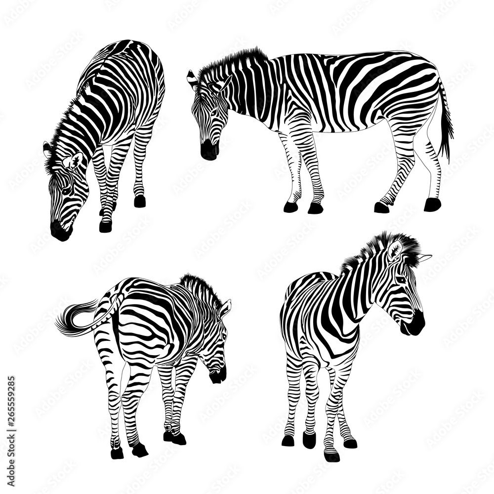 Obraz premium Set of zebras. Wild animal texture. Striped black and white. Vector illustration isolated on white background.