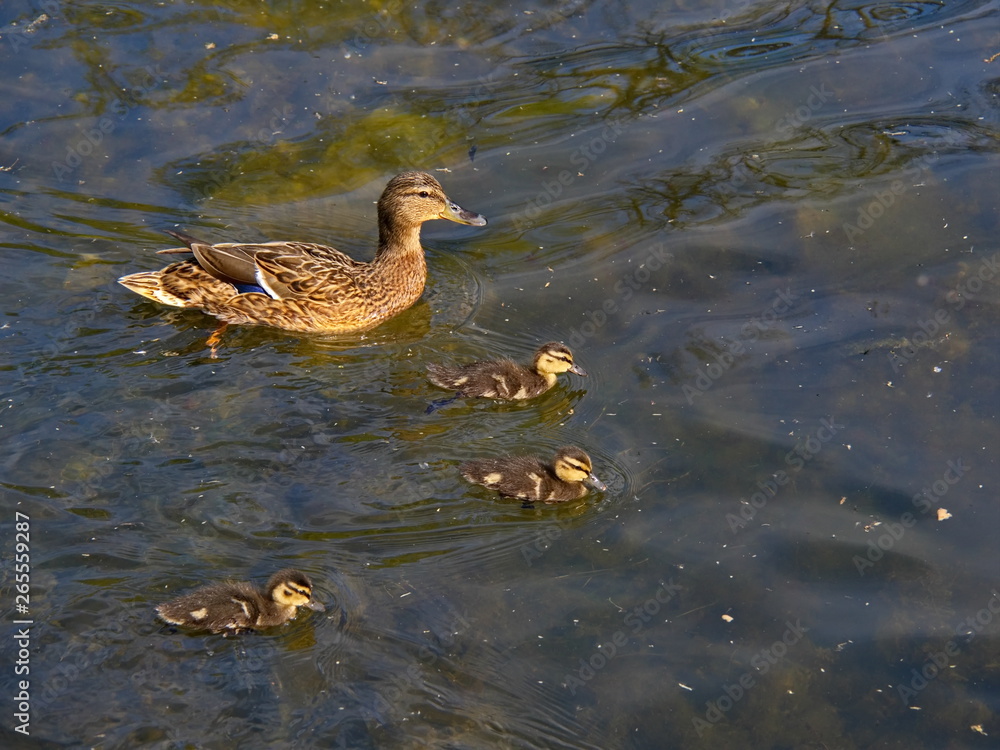 Duck family swimming on the lake when sunny spring day