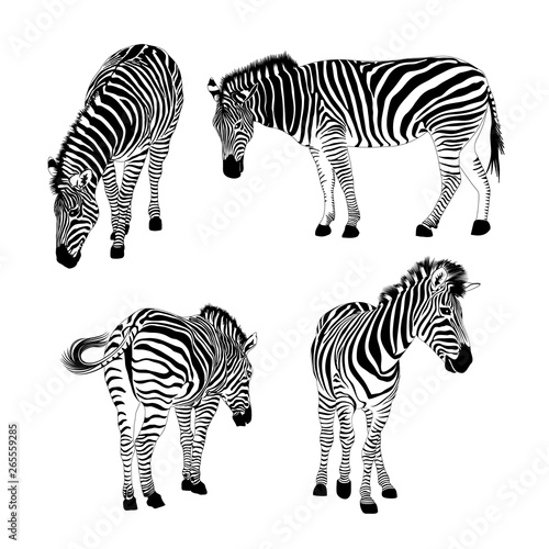 Set of zebras. Wild animal texture. Striped black and white. Vector illustration isolated on white background.