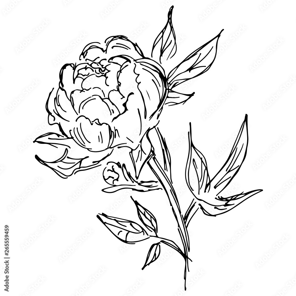 Hand Drawn  Illustrations Of Abstract Peony Flower Isolated on White. Hand Drawn Sketch of a Flower.