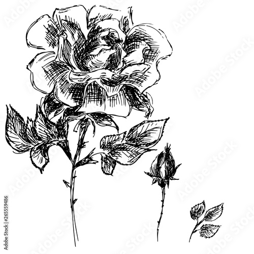 Obraz na plátně Hand Drawn  Illustrations Of Abstract Set Of Roses Flower Isolated on White