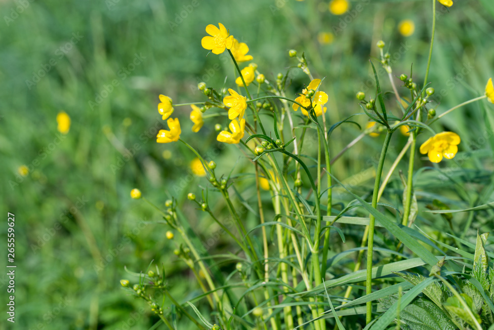 yellow buttercup flowers yellow buttercup flowers