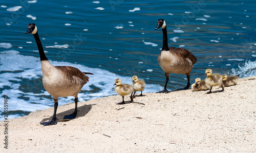 Canada goose family taking a stroll by the bay in the upper Newport ecological reserve in California on a sunny day