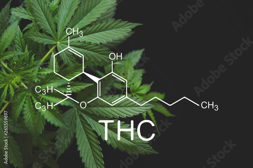 THC formula, Tetrahydrocannabinol . despancery business. cannabinoids and health, medical marijuana, Hemp industry, CBD and THC elements in Cannabis,Growing Marijuana, photo