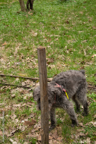 Shy dog hiding