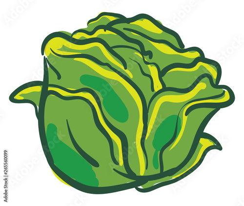 Fresh cabbage