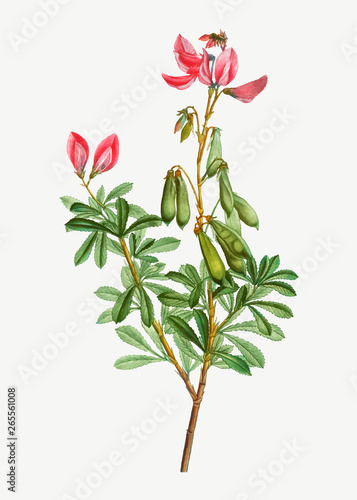 Blooming Ononis fruticosa