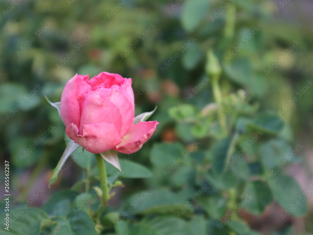 Pink rose selective focus blur background