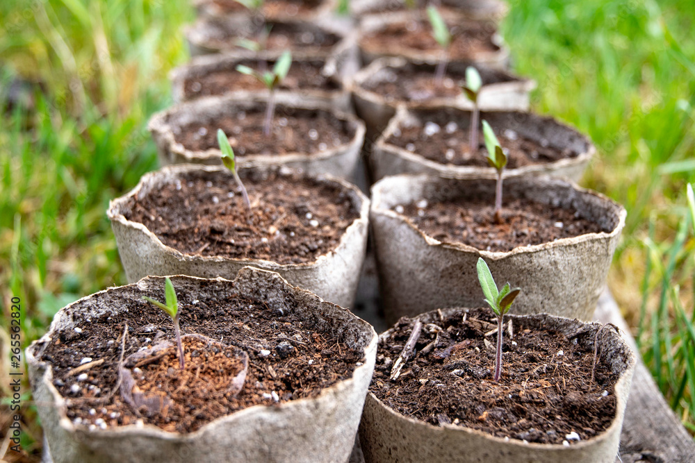 Seedlings for growing tomatoes in the garden on the background of grass, in peat pots.